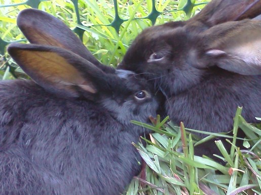 Not all rabbits get along together as well, but SweetPea and Trudy enjoy snuggle time.