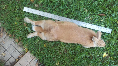 This is Sarah, Flemish Giant doe, stretched out a full yard.