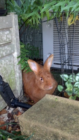 Louie playing hide-n-seek in the garden.