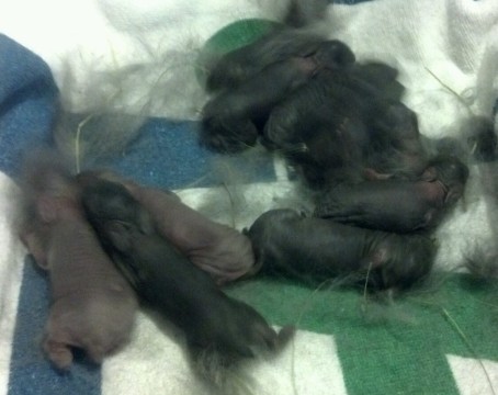 Sweet Pea's litter at only 3 days old