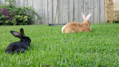 You've got to love a yard full of rabbits